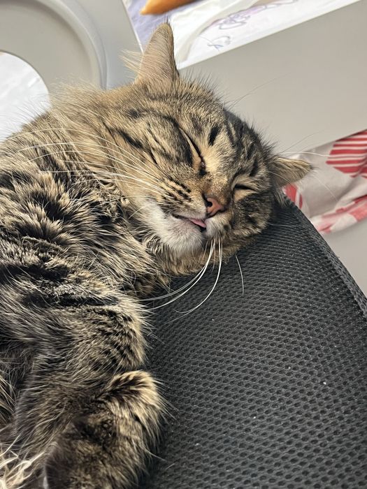 Потерялся кот,Алматы!