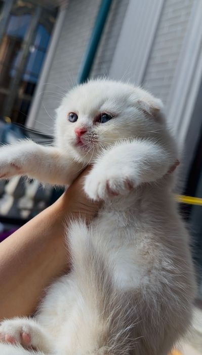 Шотландская шиншила фолд