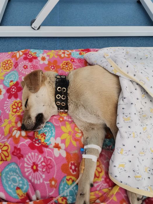 un câine pentru adopție