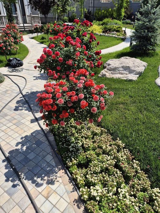 Штаповий роза гуллари