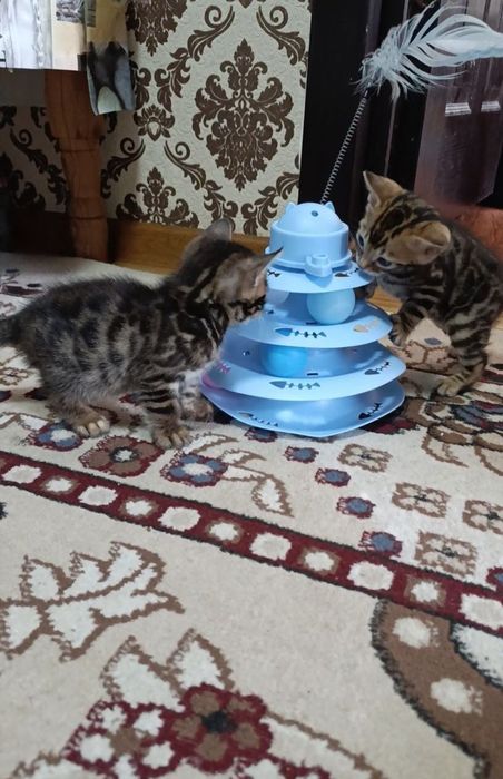 Продаются бенгальский котик котята