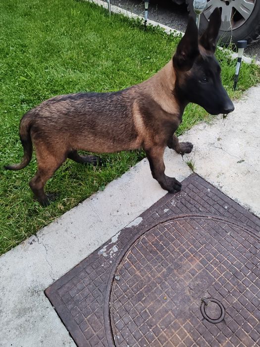 Ciobanesc Belgian Malinois