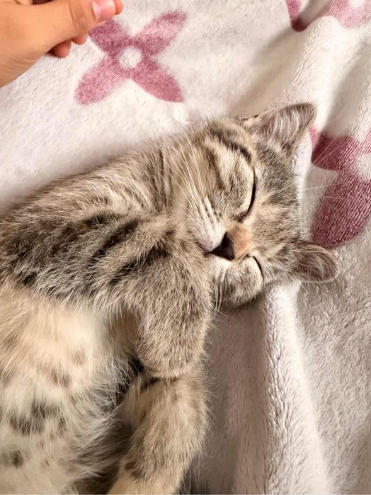 Очаровательная кошечка (3 мес) в добрые руки