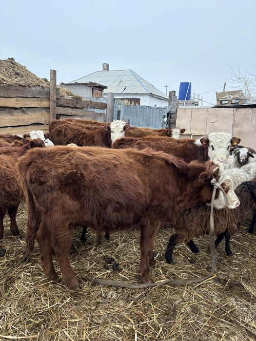 Продам хороших бычков