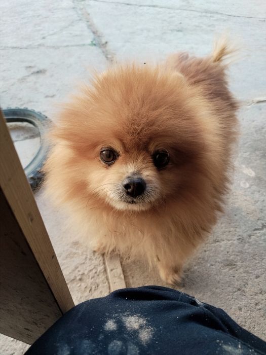 Пропала собака! Рыжий шпиц