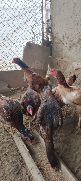 Турецкий птица товуклар