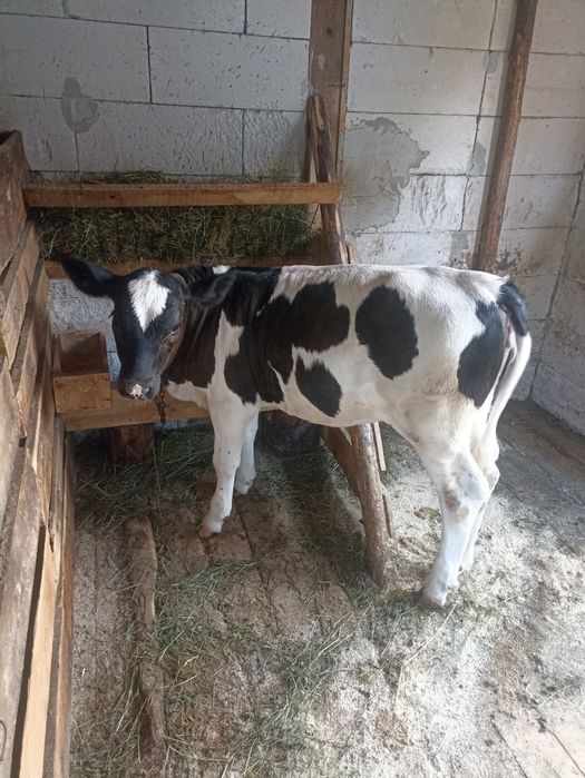 De vânzare vițică de 3 luni
