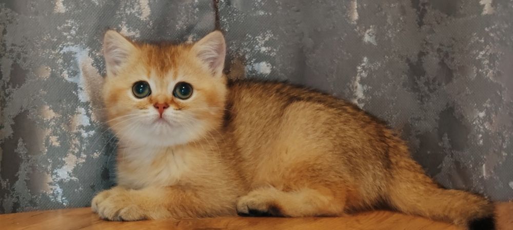 Котята Девочка шиншилла золотая