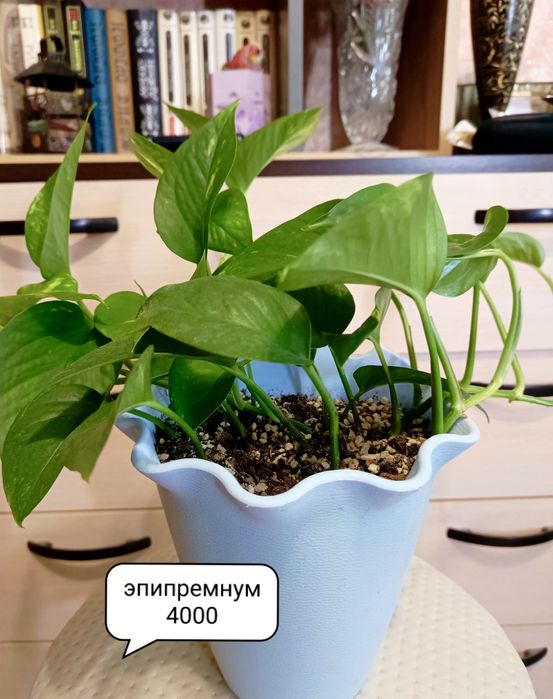 Продам комнатные растения