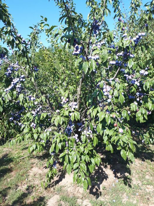 Prune anaspet pentru tuica
