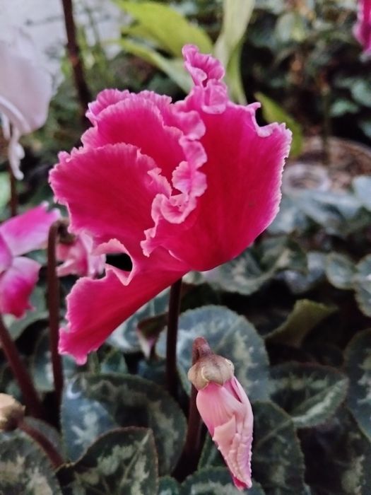 Цикламены комнатные цветы