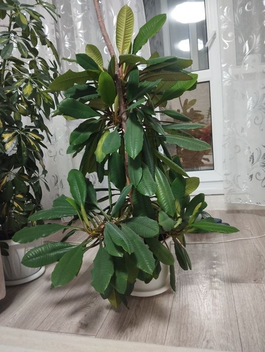 Молочай трехгранный