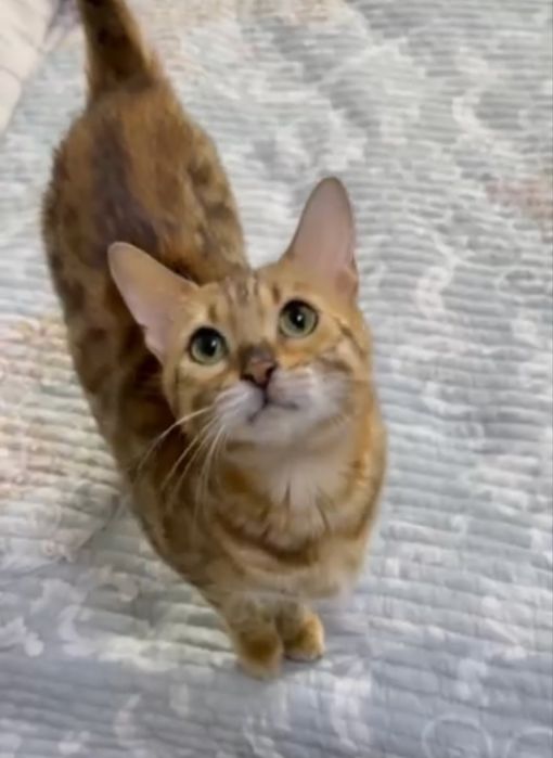 Bengal mushuk va mushukchala