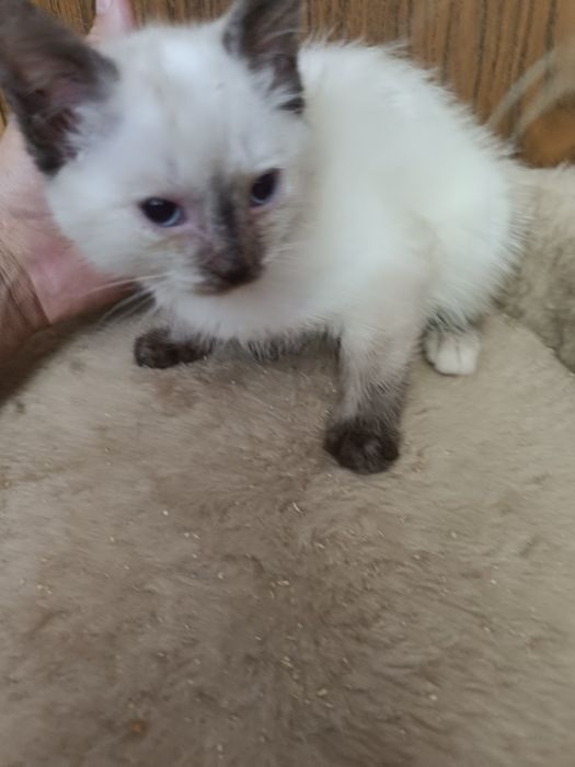 Отдам котёнка даром