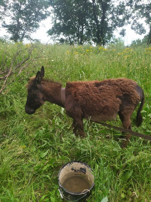 Есек сатылады жуас  биржарым жасар