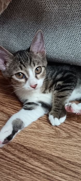 котенок(мальчик)