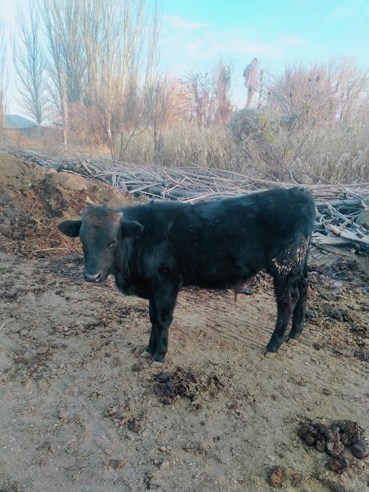 Бычок сатылады .