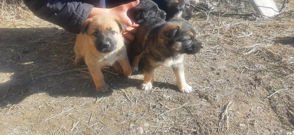 Овчарка Микс с Двортерьером