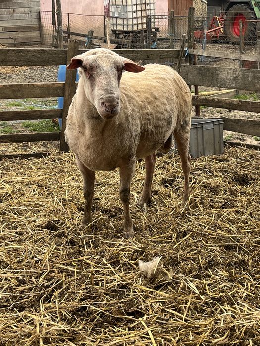 Berbec din rasa Friza