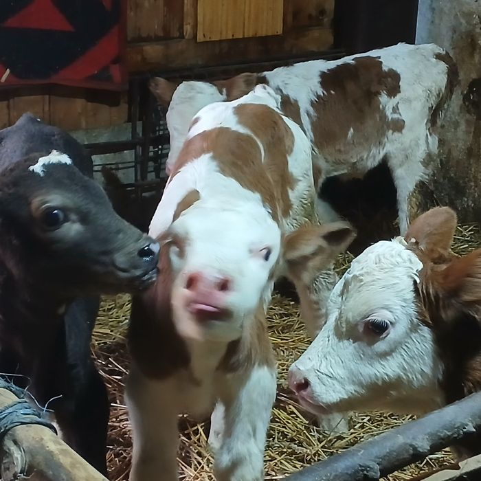 Vitei sugari baltata românească