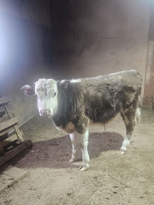 Еркек баспақ сатылады 9 айлық