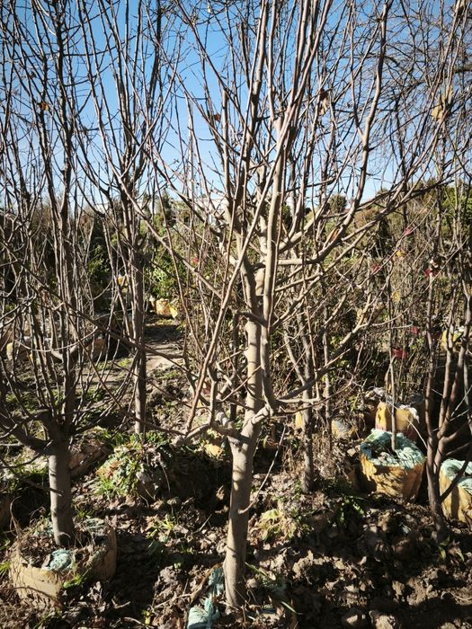 Daraxtlar va archalar gullar