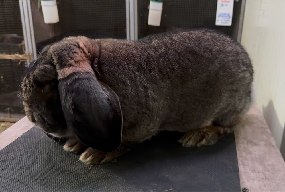 Iepuri berbec german mascul femela pui