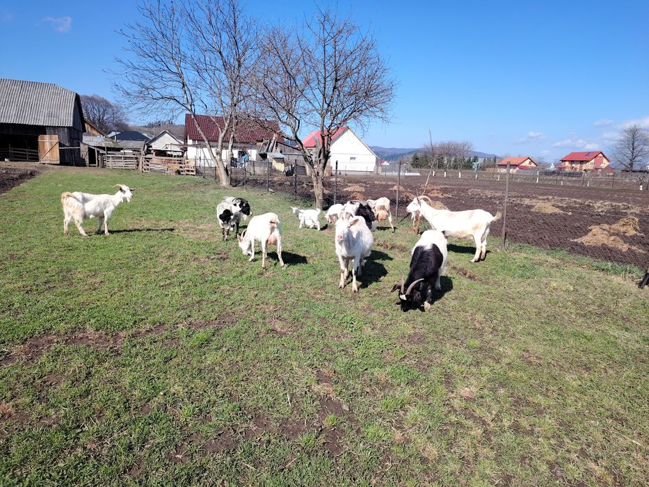 Vând capre bune de lapte