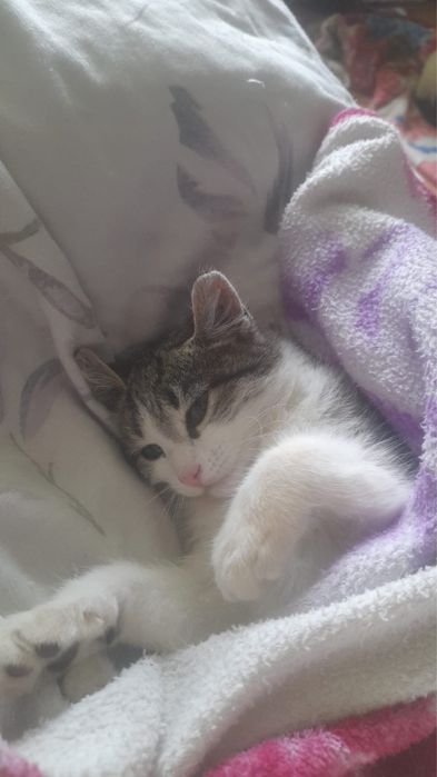 Котенок в надежные руки