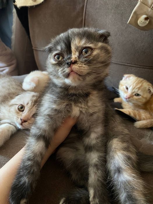 Котята шотландские вислоухие
