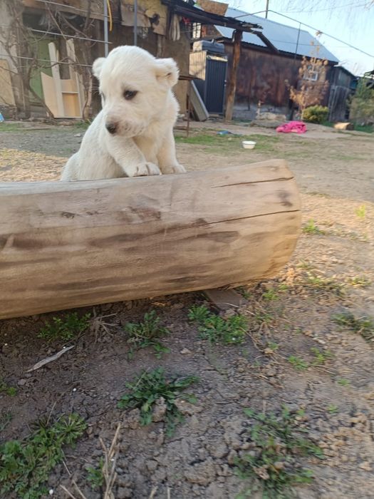 Щенки Алабайчики