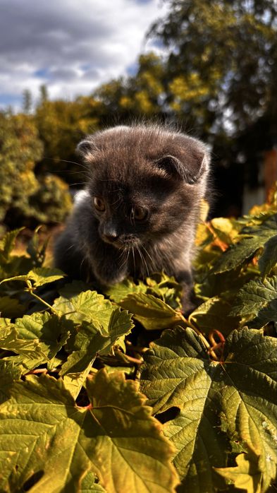 Отдам котят в добрые руки