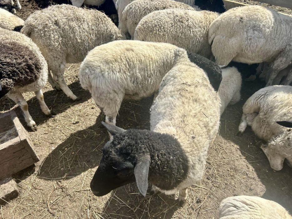 Mieluțe Dorper de vânzare – sănătoase și bine dezvoltate
