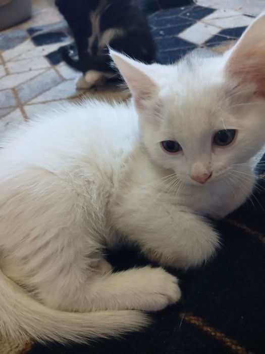 Котят в добрые руки