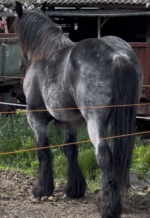 Armasari belgieni