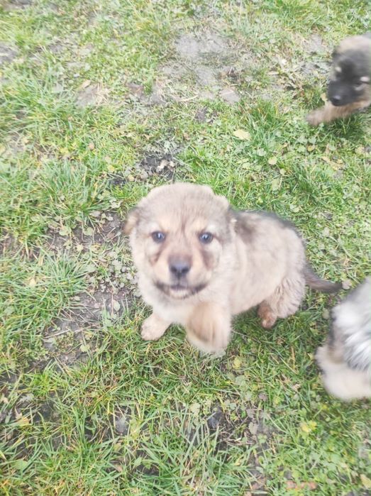 Donez 6 cățeluși drăgălași