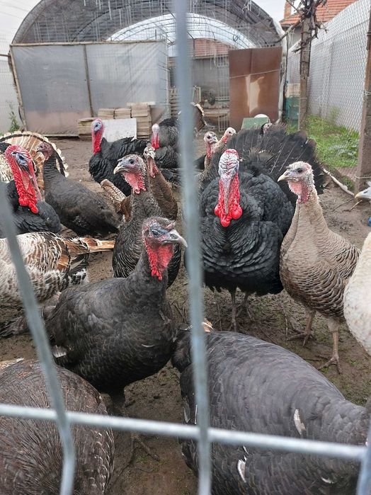 Домашни пуйки. Български ,9месеца