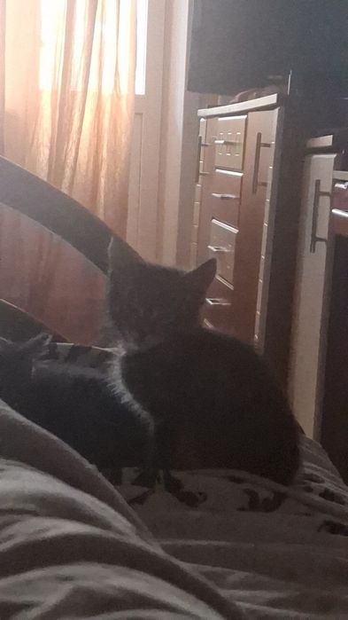 Котята 2 малчики
