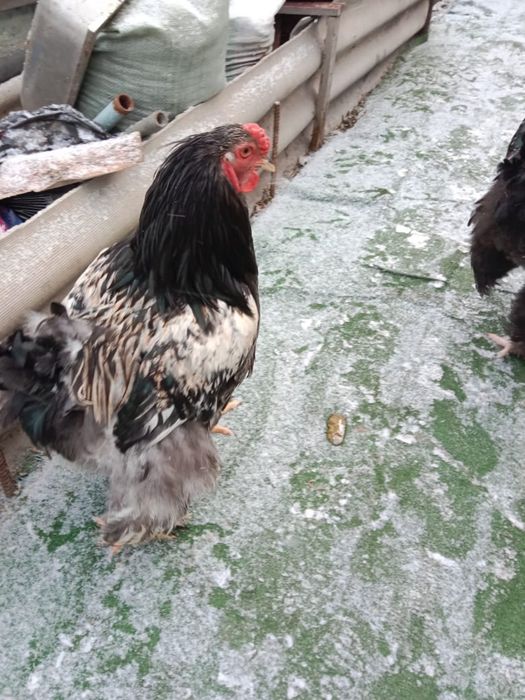 Продам петухов брам молодые