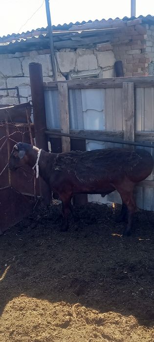 Продам  барана. Кошкар 2 год