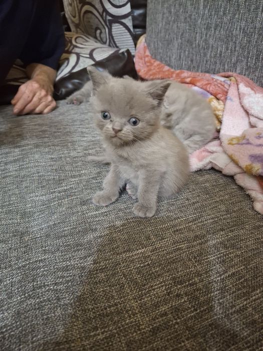 Британские  котята