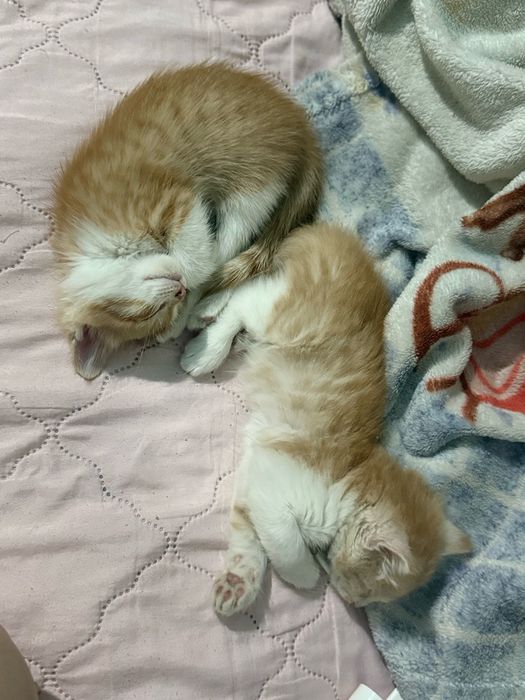 Отдам в добрые руки