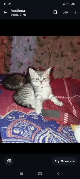 Шотланские 1,5 месяцев .Приучены