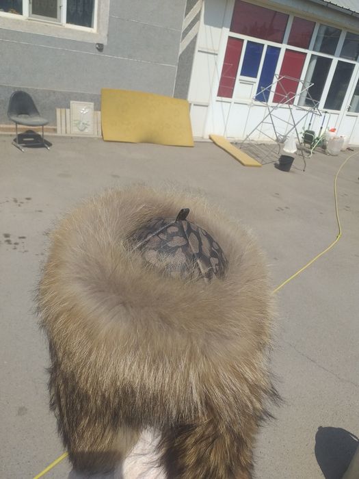 Шапка зимняя новая