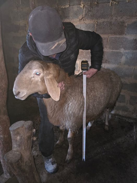 Гиссар козы кошкарлар