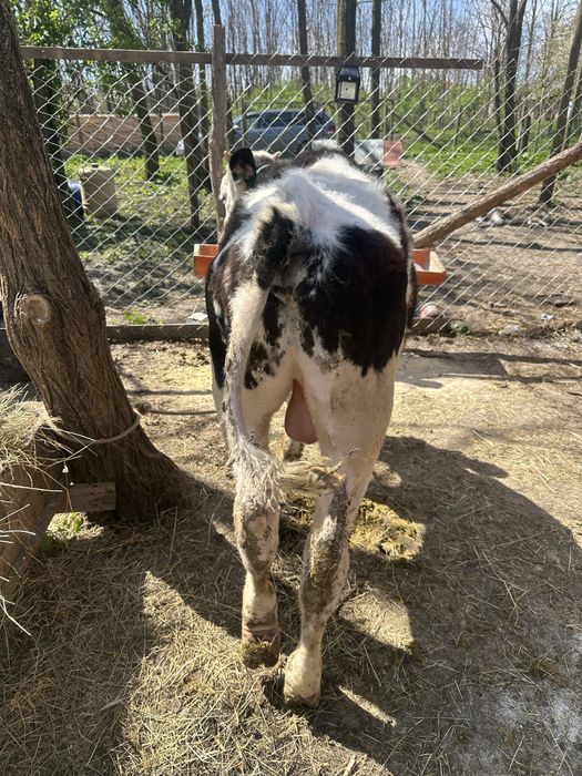 Doi taurasi de vanzare