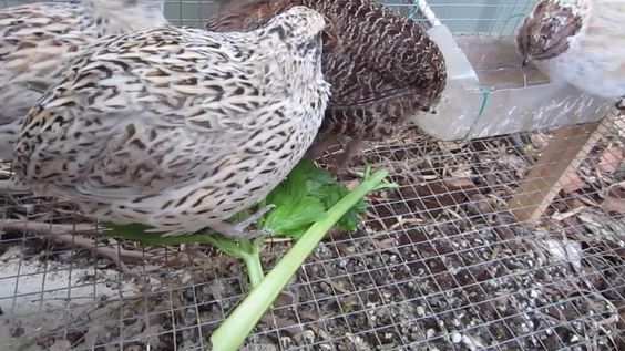 Prepelite pentru carne-Jumbo White (Coturnix Coturnix)