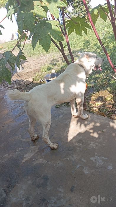 Alabay sotiladi 8 oyli