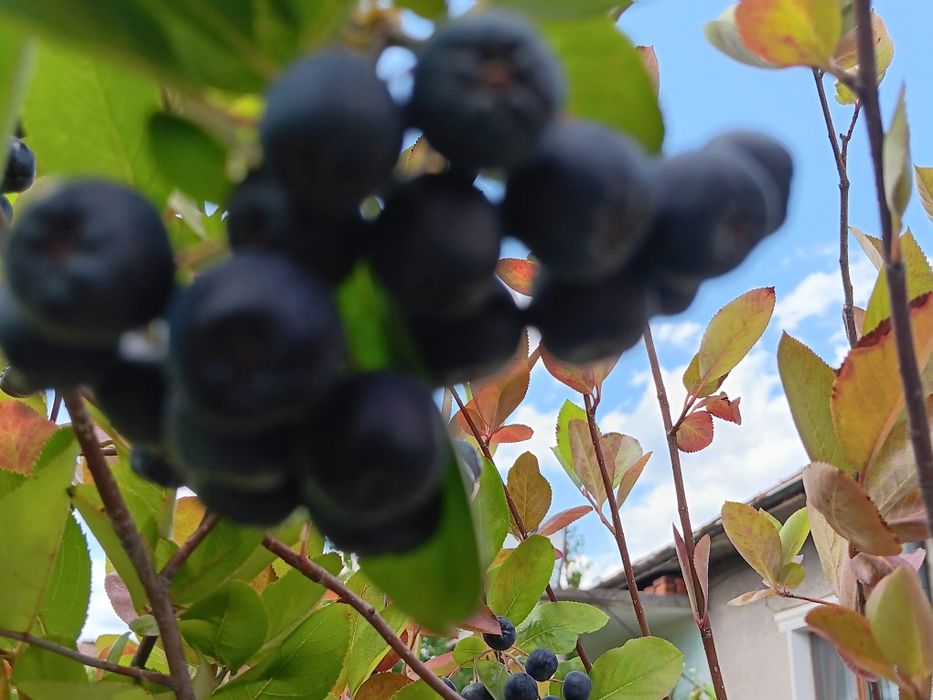 Арония фиданки , разсад