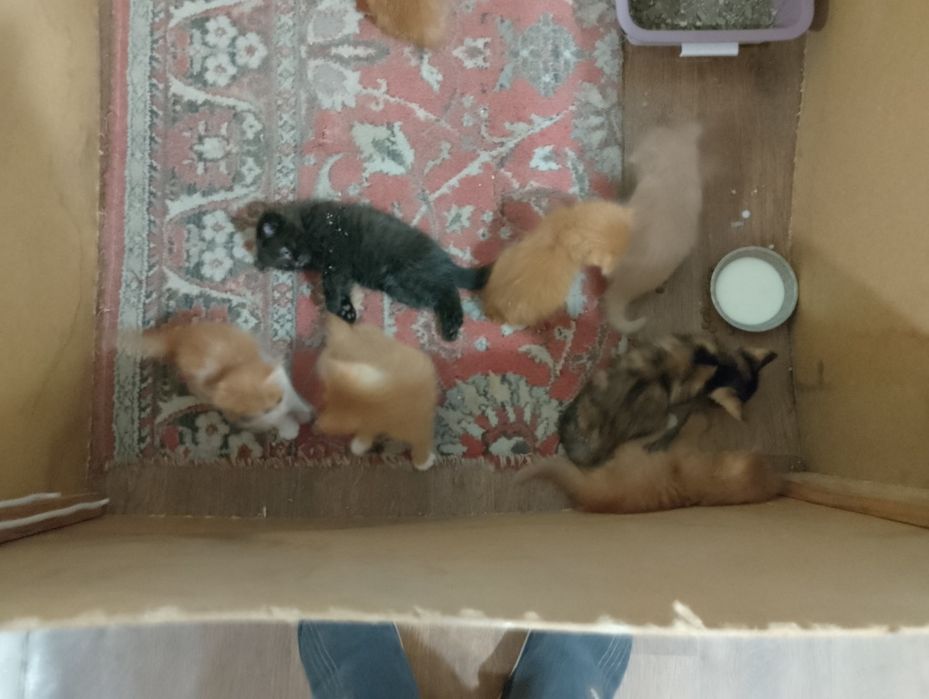 Отдам котят бесплатно